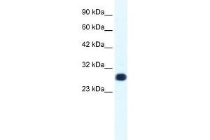 WB Suggested Anti-GTF2F2 Antibody Titration: 1. (GTF2F2 anticorps  (Middle Region))