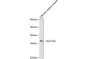 Western blot analysis of extracts of Mouse skeletal muscle using SULT2A1 Polyclonal Antibody at dilution of 1:2000.