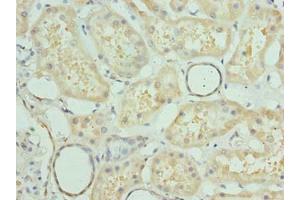 Immunohistochemistry of paraffin-embedded human kidney tissue using ABIN7165075 at dilution of 1:100 (PRMT6 anticorps  (AA 119-375))