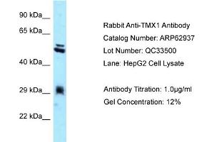 Western Blotting (WB) image for anti-Thioredoxin-Related Transmembrane Protein 1 (TMX1) (C-Term) antibody (ABIN971897) (TMX1 anticorps  (C-Term))