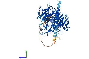AlphaFold protein structure predicition of Mouse Recombinant Coro1c Protein, UniprotID Q9WUM4