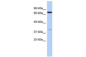 ATXN7L2 antibody used at 1 ug/ml to detect target protein. (ATXN7L2 anticorps  (N-Term))