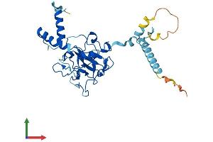 AlphaFold protein structure predicition of Human Recombinant FAM221A Protein, UniprotID A4D161