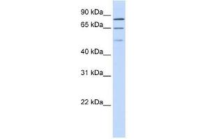 ZNF699 antibody used at 0. (ZNF699 anticorps  (N-Term))