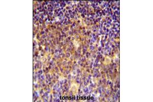 MUTED Antibody immunohistochemistry analysis in formalin fixed and paraffin embedded human tonsil tissue followed by peroxidase conjugation of the secondary antibody and DAB staining. (MUTED anticorps  (AA 40-68))