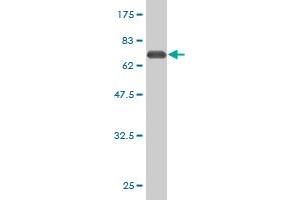 Western Blot detection against Immunogen (62.