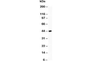 Western blot testing of c-Myc antibody and partial recombinant human protein (0.