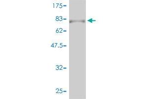 Western Blot detection against Immunogen (76.