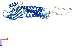 AlphaFold protein structure predicition of Human Recombinant DUOXA2 Protein, UniprotID Q1HG44
