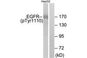 Western blot analysis of extracts from HepG2 cells, using EGFR (Phospho-Tyr1110) Antibody. (EGFR anticorps  (pTyr1110))