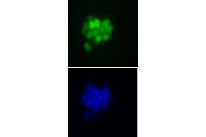 Nanog antibody (mAb) (Clone 2E6E1) tested by immunofluorescence.