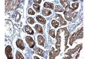 IHC-P Image EIF3F antibody [N1C3] detects EIF3F protein at nucleus on mouse intestine by immunohistochemical analysis. (EIF3F anticorps)