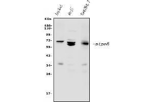 Western blot analysis of SHP1/PTPN6 using anti-SHP1/PTPN6 antibody (ABIN7602271).