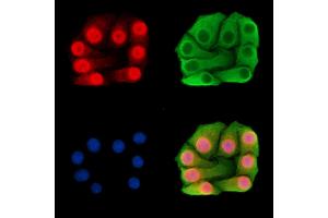 ABIN7095901 and ABIN7099963 staining Hela cells by IF/ICC. (MED13L anticorps)