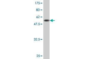 Western Blot detection against Immunogen (55.