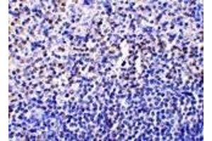 Immunohistochemistry (IHC) image for anti-Caspase 1 (CASP1) (Middle Region) antibody (ABIN1030897) (Caspase 1 anticorps  (Middle Region))