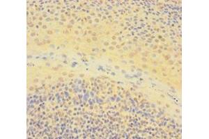 Immunohistochemistry of paraffin-embedded human tonsil tissue using ABIN7150361 at dilution of 1:100