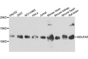 Western blot analysis of extract of various cells, using NDUFA5 antibody. (NDUFA5 anticorps)