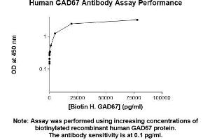 Image no. 2 for anti-Glutamate Decarboxylase 1 (Brain, 67kDa) (GAD1) (AA 1-594) antibody (ABIN5566519) (GAD anticorps  (AA 1-594))