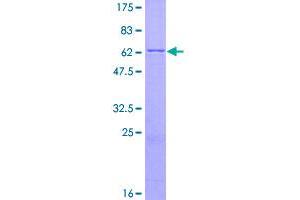 Image no. 1 for CD33 (CD33) (AA 1-364) protein (GST tag) (ABIN1348615)