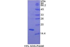 SDS-PAGE analysis of Rat MYL1 Protein. (MYL1 Protéine)