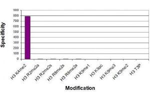 Histone H3K4me2 antibody (mAb) specificity tested by peptide array analysis.