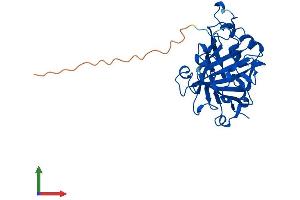 AlphaFold protein structure predicition of Mouse Recombinant Ca8 Protein, UniprotID P28651