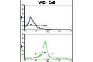 Flow cytometric analysis of widr cells using KLC1 Antibody (Center)(bottom histogram) compared to a negative control cell (top histogram). (KLC1 anticorps  (AA 389-415))