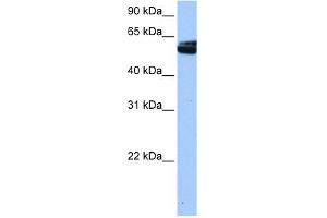 NOVA1 antibody used at 0. (NOVA1 anticorps  (C-Term))