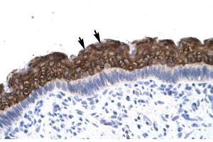 Human Spermatophore (AEBP1 anticorps  (N-Term))