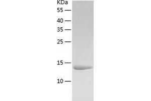 Western Blotting (WB) image for Programmed Cell Death 4 (PDCD4) (AA 212-357) protein (His-IF2DI Tag) (ABIN7124575)