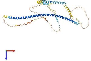 AlphaFold protein structure predicition of Human Recombinant CAVIN1 Protein, UniprotID Q6NZI2