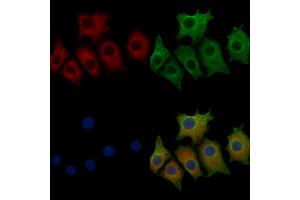 ABIN6257712 and ABIN6273523 staining HepG2 cells by IF/ICC. (IFRD1 anticorps  (N-Term))