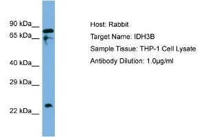 Host: Rabbit Target Name: IDH3B Sample Type: THP-1 Whole Cell lysates Antibody Dilution: 1. (IDH3B anticorps  (C-Term))