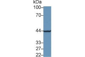 Western blot analysis of Rat Kidney lysate, using Human CHRDL1 Antibody (1 µg/ml) and HRP-conjugated Goat Anti-Rabbit antibody (
