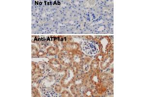 Immunohistochemistry (IHC) image for anti-Sodium Potassium ATPase, alpha1 (ATP1A1) (N-Term) antibody (ABIN7272975)