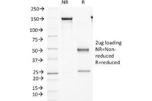 SDS-PAGE Analysis Purified Protocadherin FAT2 Monoclonal Antibody (8C5). (FAT Atypical Cadherin 2 (FAT2) anticorps)