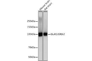 Western blot analysis of extracts of various cell lines, using GluR2/GRI Rabbit mAb (ABIN7267414) at 1:1000 dilution. (GRIA2 anticorps)
