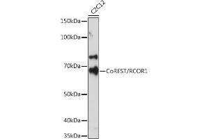 Western blot analysis of extracts of C2C12 cells, using CoREST/RCOR1 Rabbit mAb (ABIN7269920) at 1:500 dilution.