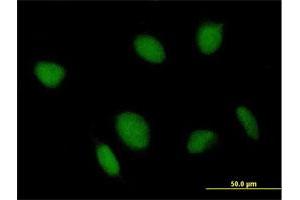 Immunofluorescence of purified MaxPab antibody to TCEA2 on HeLa cell.