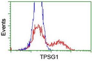 HEK293T cells transfected with either RC222359 overexpress plasmid (Red) or empty vector control plasmid (Blue) were immunostained by anti-TPSG1 antibody (ABIN2455440), and then analyzed by flow cytometry. (TPSG1 anticorps  (AA 20-283))