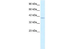 WB Suggested Anti-PTK2B Antibody Titration:  0. (PTK2B anticorps  (C-Term))