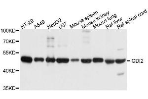 Western blot analysis of extracts of various cell lines, using GDI2 antibody. (GDI2 anticorps  (AA 296-445))