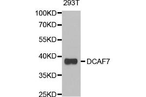 Western blot analysis of extracts of 293T cells, using DCAF7 antibody (ABIN5974113) at 1/1000 dilution. (DCAF7 anticorps)