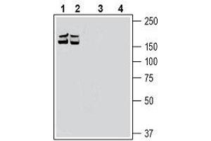 Western blot analysis of mouse brain membranes (lanes 1 and 3) and rat brain membranes (lanes 2 and 4): - 1, 2.