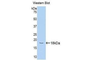 Western Blotting (WB) image for anti-Hemopexin (HPX) (AA 324-462) antibody (ABIN1078135) (Hemopexin anticorps  (AA 324-462))