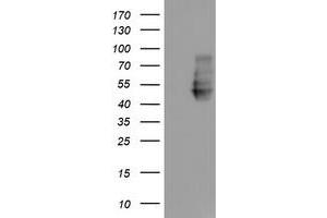 Western Blotting (WB) image for anti-Neuroplastin (NPTN) antibody (ABIN1499811)