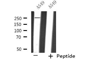 Western blot analysis of extracts from A549 cells, using PTPRZ1 antibody.