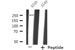 Western blot analysis of extracts from A549 cells, using PTPRZ1 antibody. (PTPRZ1 anticorps  (N-Term))