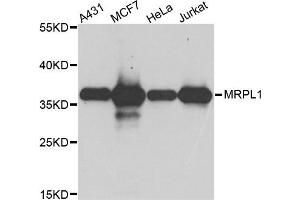 Western blot analysis of extract of various cells, using MRPL1 antibody. (MRPL1 anticorps)